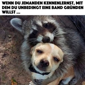 Waschbär Hund Freunde Meme